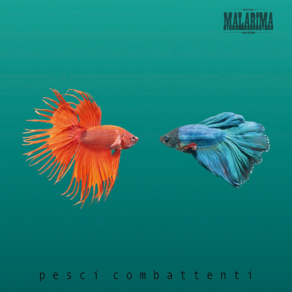 https://www.abuzzsupreme.it/wp-content/uploads/2024/10/Malarima-Pesci-combattenti-cover.jpeg